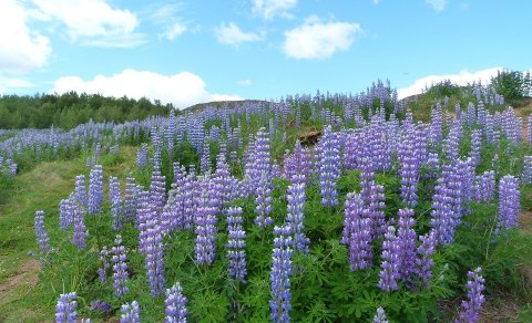 Lúpínan á Spákonufellshöfða