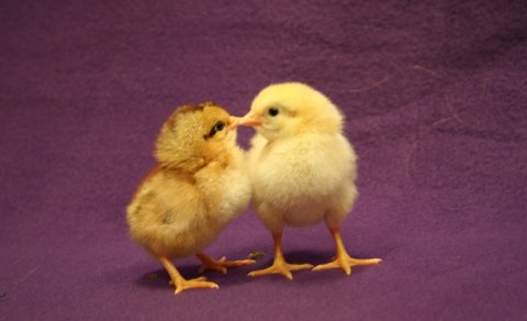 Ljósmynd: Ólafur Bernódusson