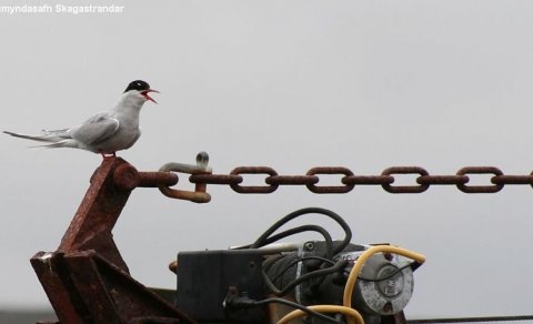 Ljósmynd: Ólafur Bernódusson