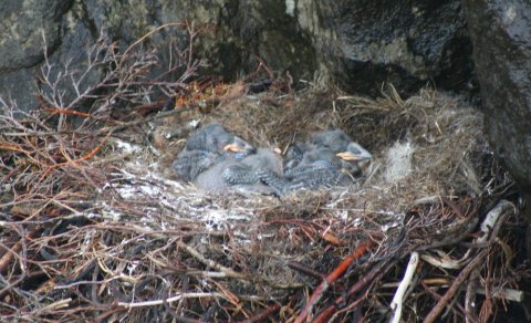 Ljósmynd: Ólafur Bernódusson