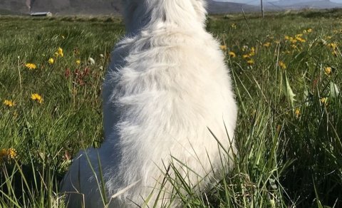 Dýralæknir kemur á Skagaströnd - Árleg ormahreinsun