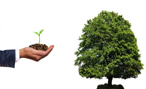 Gróðursetning á fimmtudagskvöld