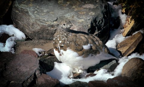 Rjúpnaveiði bönnuð innan skógræktargirðingar á Skagaströnd