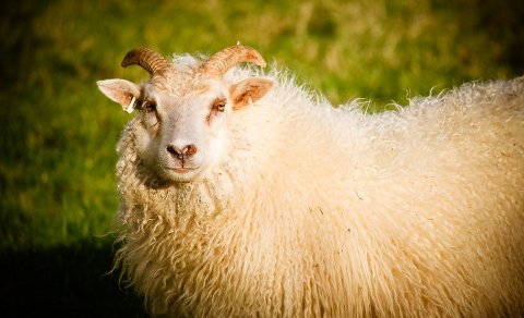 Gangnaseðill Spákonufellsborg 2021