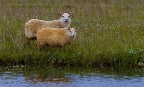 Gangnaseðill Skagstrendinga 2025