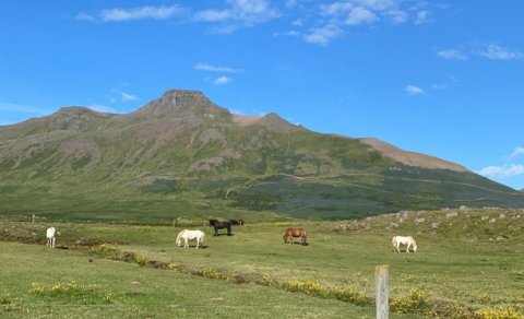 Spákonufell - Gróðursetningar 2023